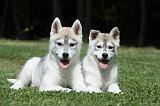 SIBERIAN HUSKY 374